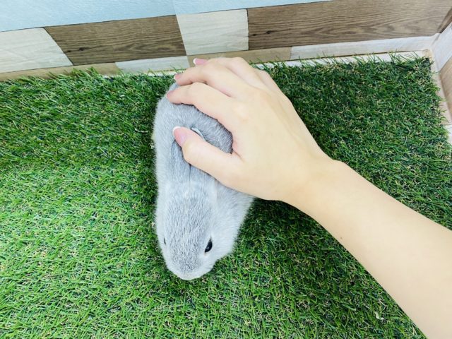 ネザーランドドワーフ