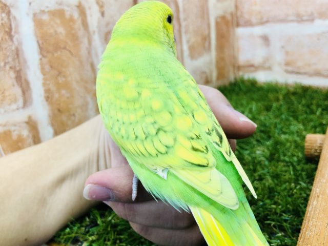 セキセイインコ
