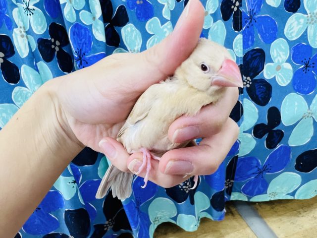 シナモン文鳥