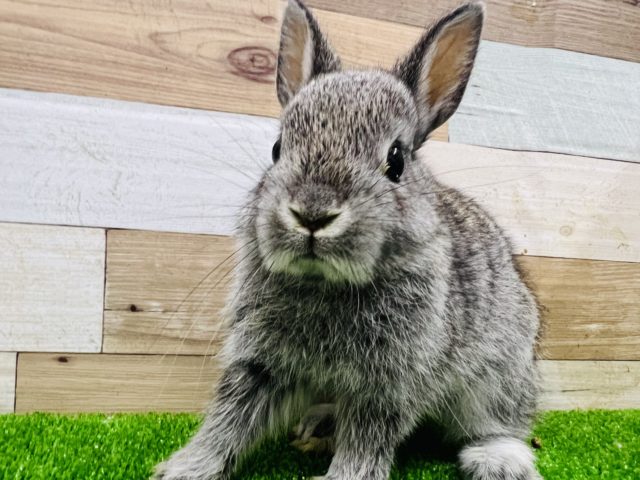 ネザーランドドワーフ