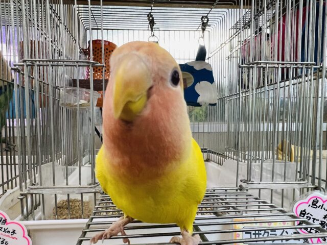 コザクラインコ（小桜インコ）