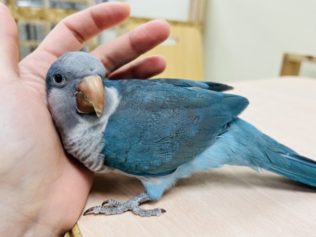 オキナインコ