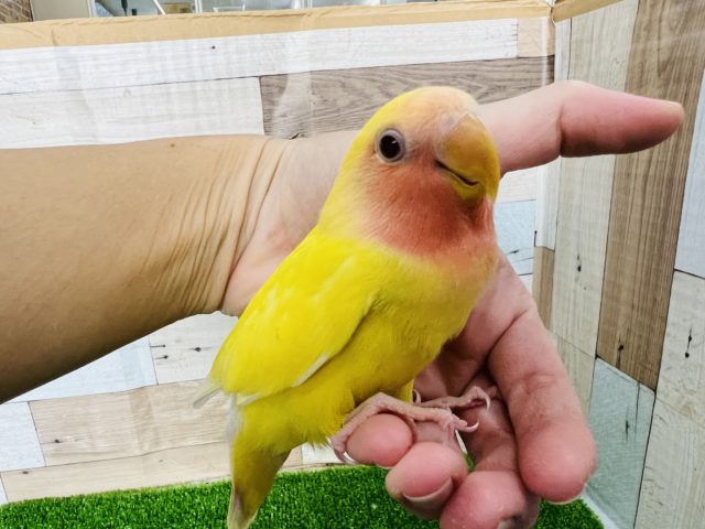 コザクラインコ（小桜インコ）