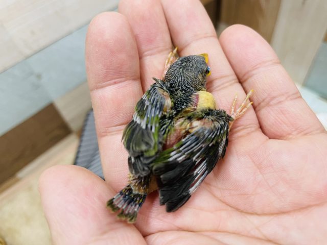 チモールセイコウチョウ