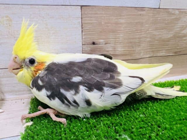 オカメインコ