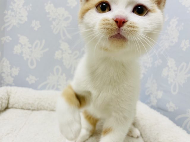 スコティッシュフォールド