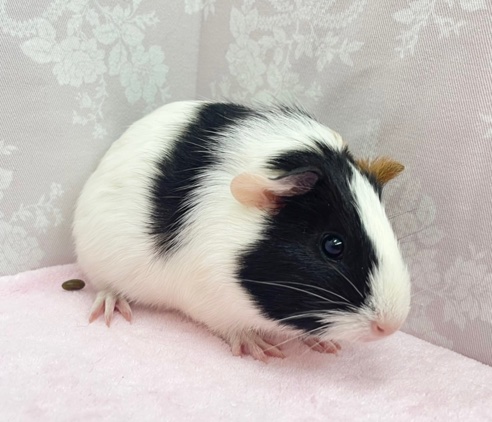 イングリッシュモルモット