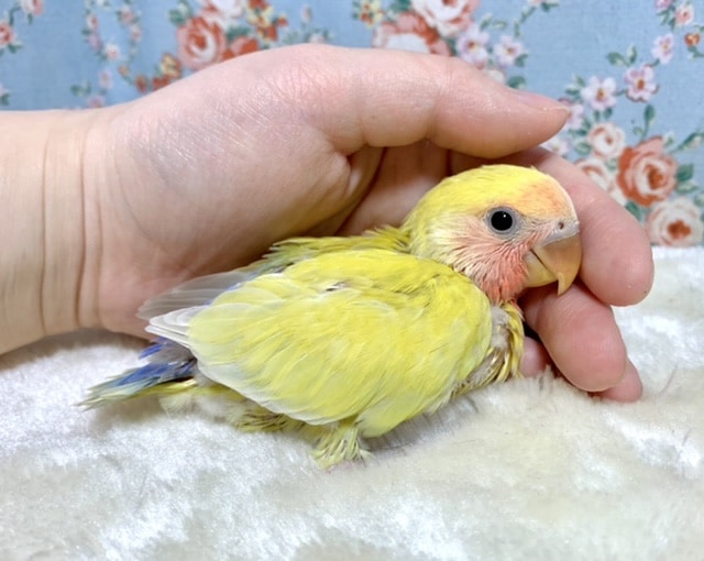 コザクラインコ（小桜インコ）