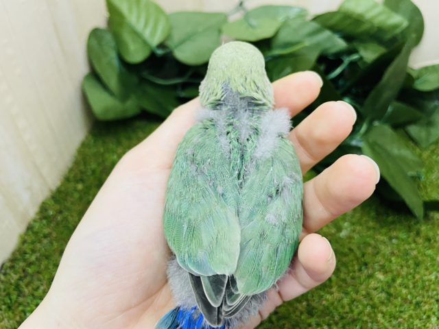 コザクラインコ（小桜インコ）