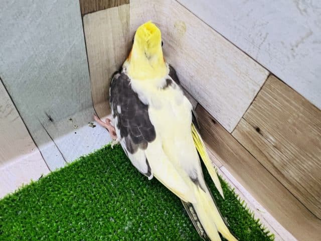 オカメインコ