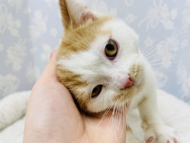 スコティッシュフォールド