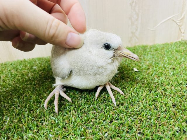 ジュズカケバト