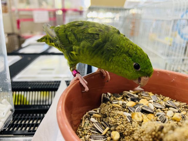 サザナミインコ