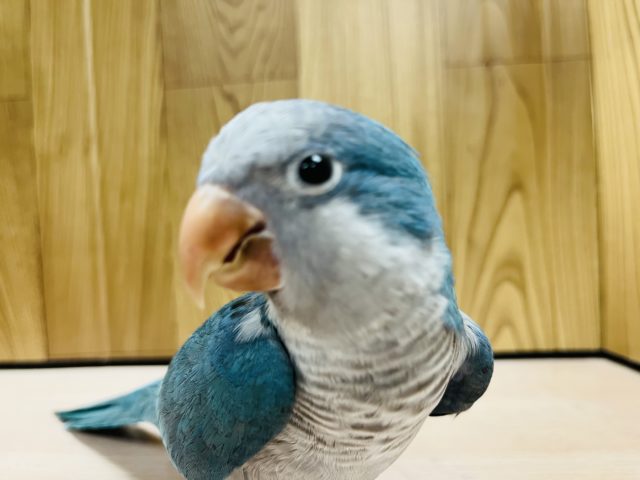 オキナインコ