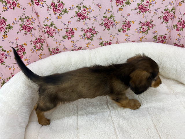 ミニチュアダックス