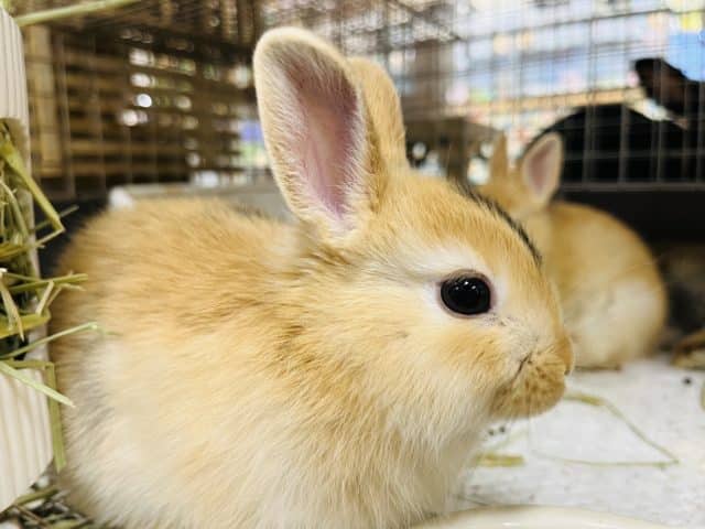 ミニウサギ