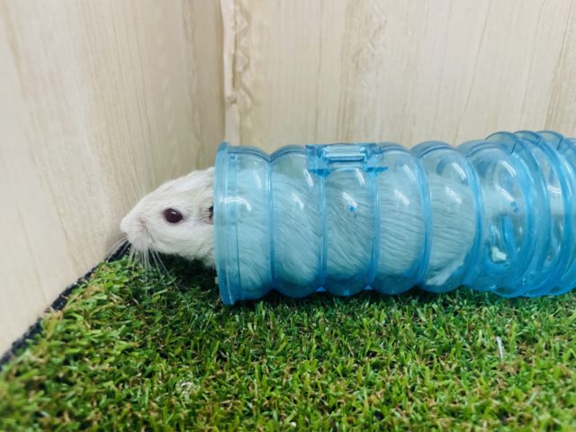 カラージャービル（スナネズミ）