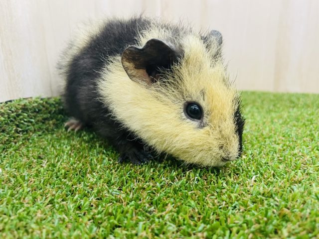 テディモルモット