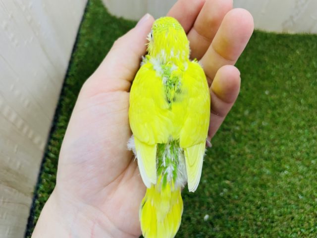 セキセイインコ