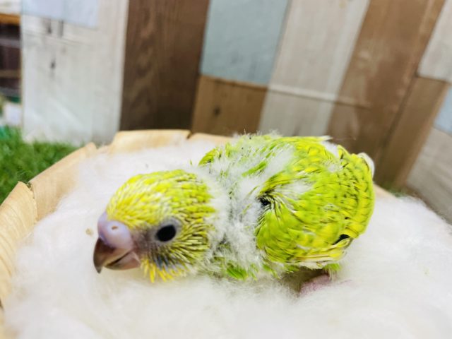 セキセイインコ
