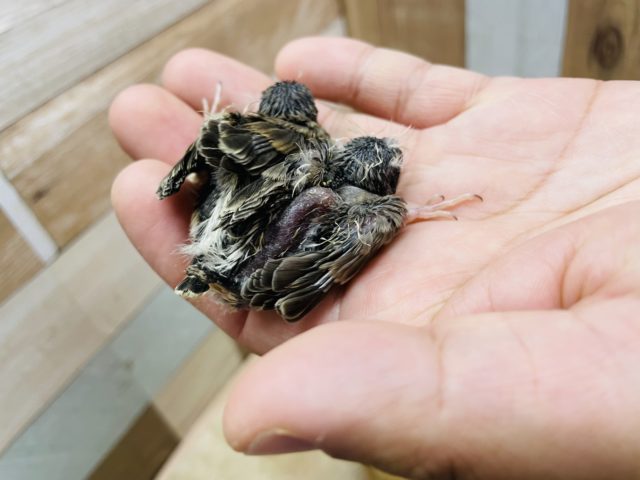 錦花鳥（キンカチョウ）