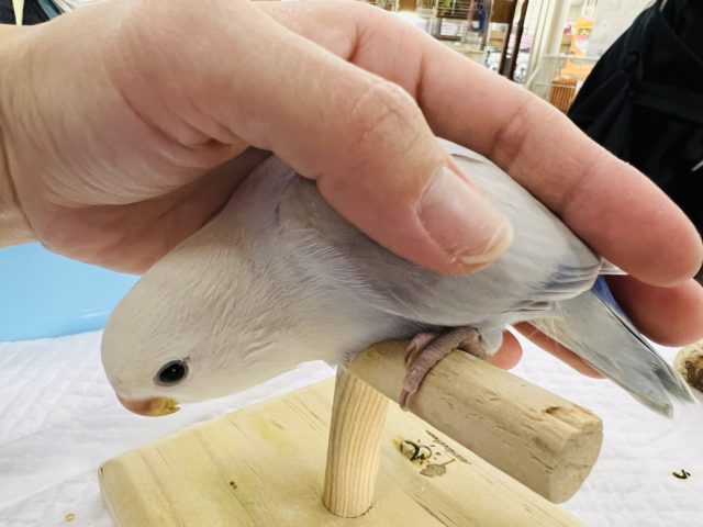 コザクラインコ（小桜インコ）