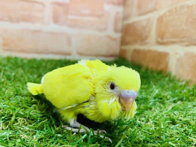 セキセイインコ