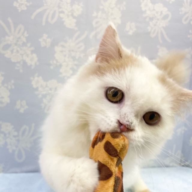 スコティッシュフォールド