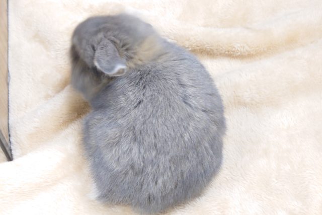 ロップイヤーラビット