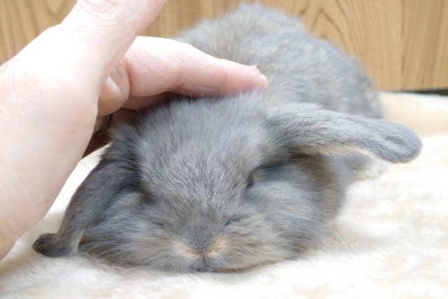 ロップイヤーラビット