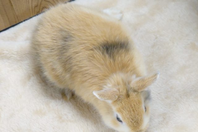 ミニウサギ