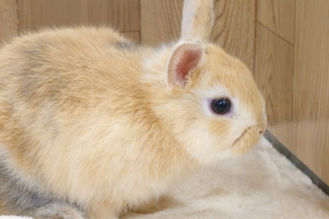 ミニウサギ