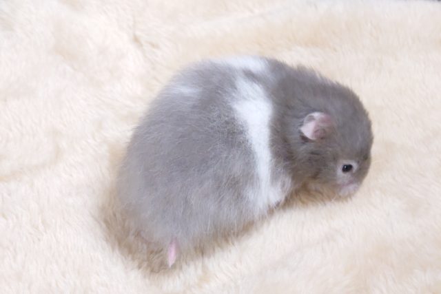 ゴールデンハムスター