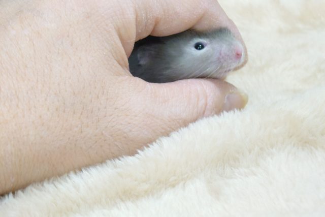 ゴールデンハムスター