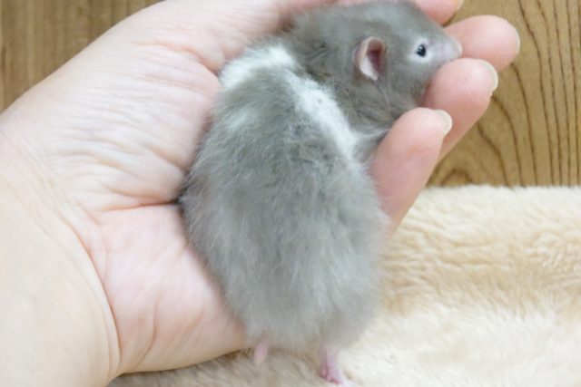 ゴールデンハムスター