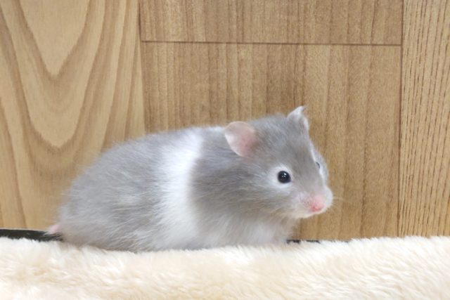 ゴールデンハムスター