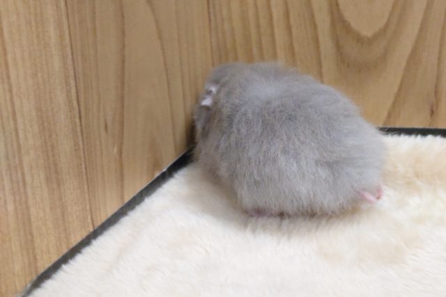 ゴールデンハムスター