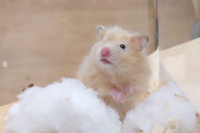 ゴールデンハムスター
