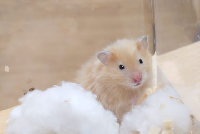ゴールデンハムスター