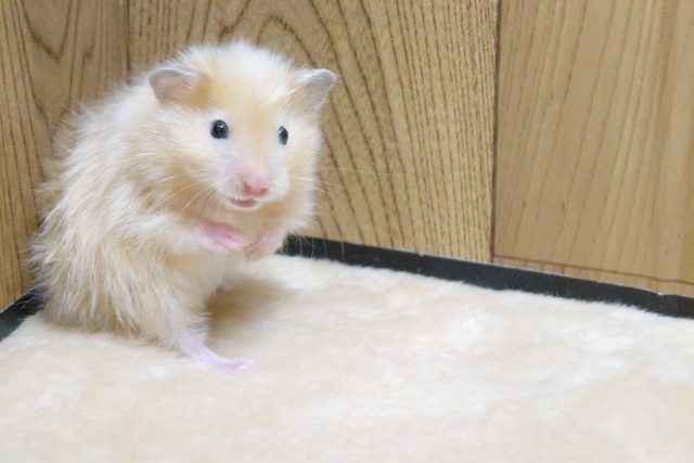 ゴールデンハムスター