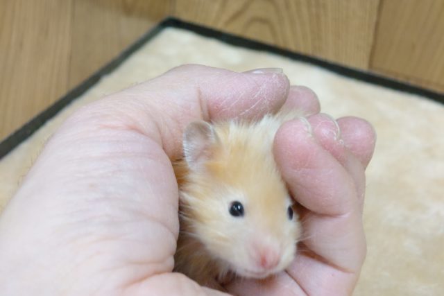 ゴールデンハムスター