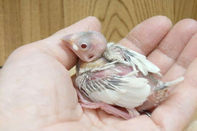 シルバーイノ文鳥