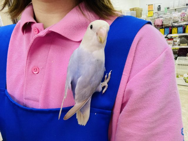 コザクラインコ（小桜インコ）