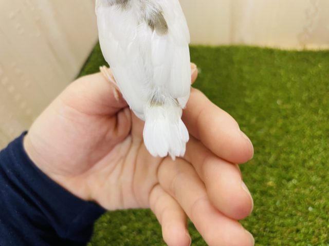 十姉妹（ジュウシマツ）