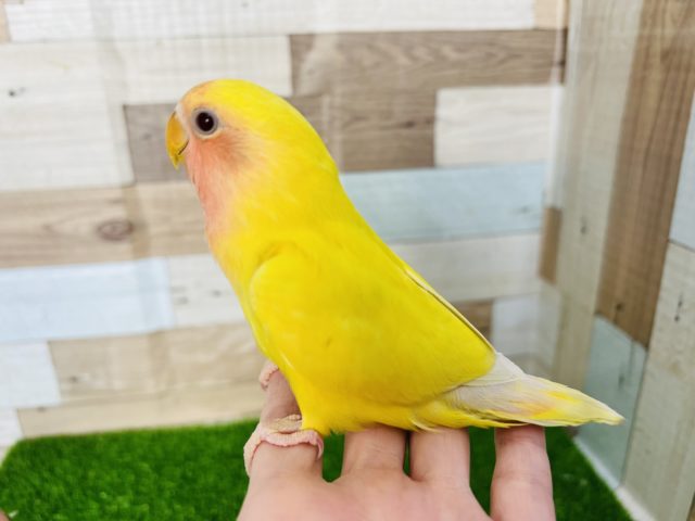 コザクラインコ（小桜インコ）