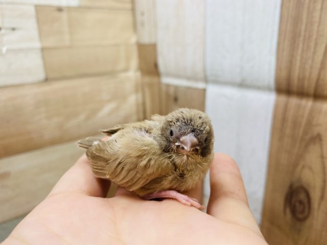 錦花鳥（キンカチョウ）