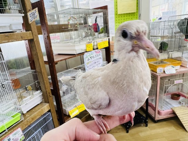 ジュズカケバト