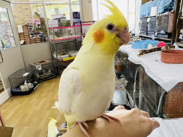 オカメインコ