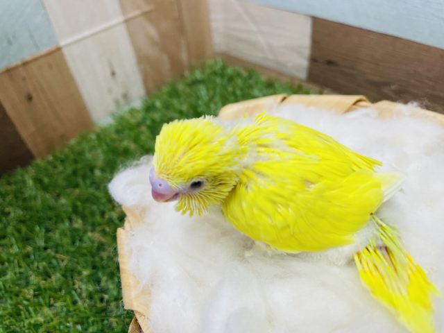 セキセイインコ