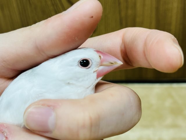 白文鳥